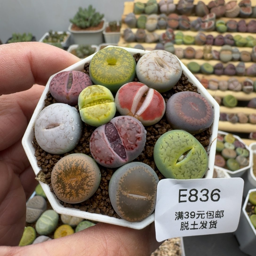 836开播福利哈哈哈哈哈