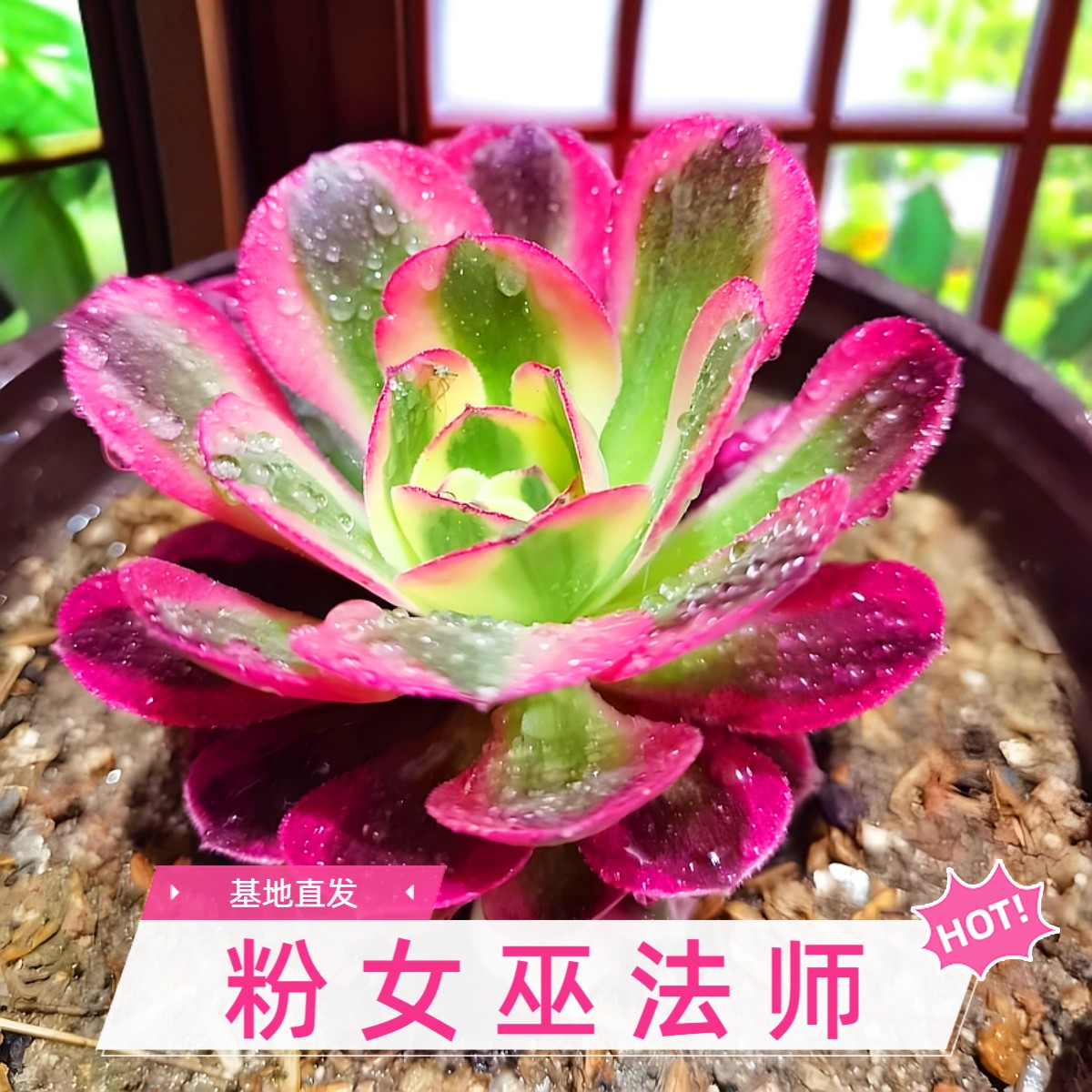 粉女巫法师多肉直播老桩多头美杜莎盆栽耐旱好养办公室盆栽防辐射