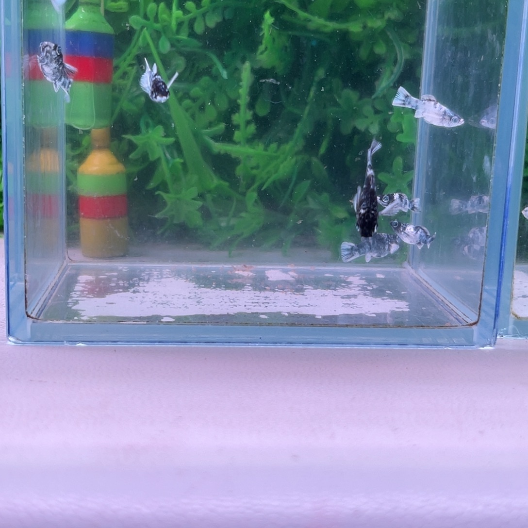 黑玛丽鱼61号玛丽苗子8+2备损