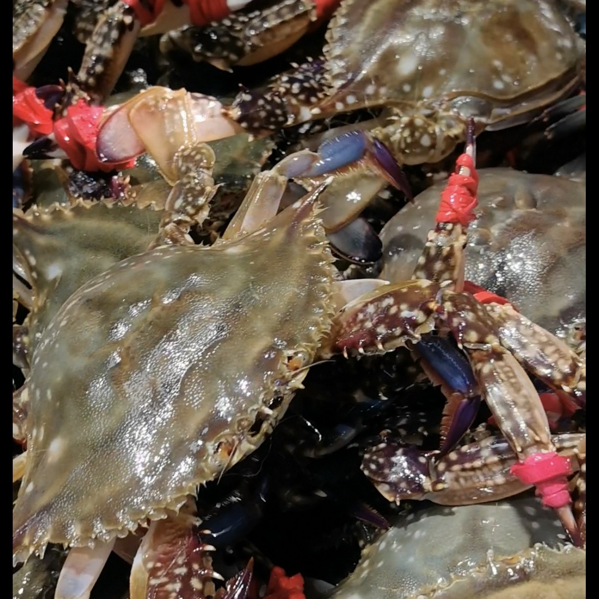 【东港】公飞蟹-3-3.5两左右/只-约6-10只/斤【保鲜不保活】