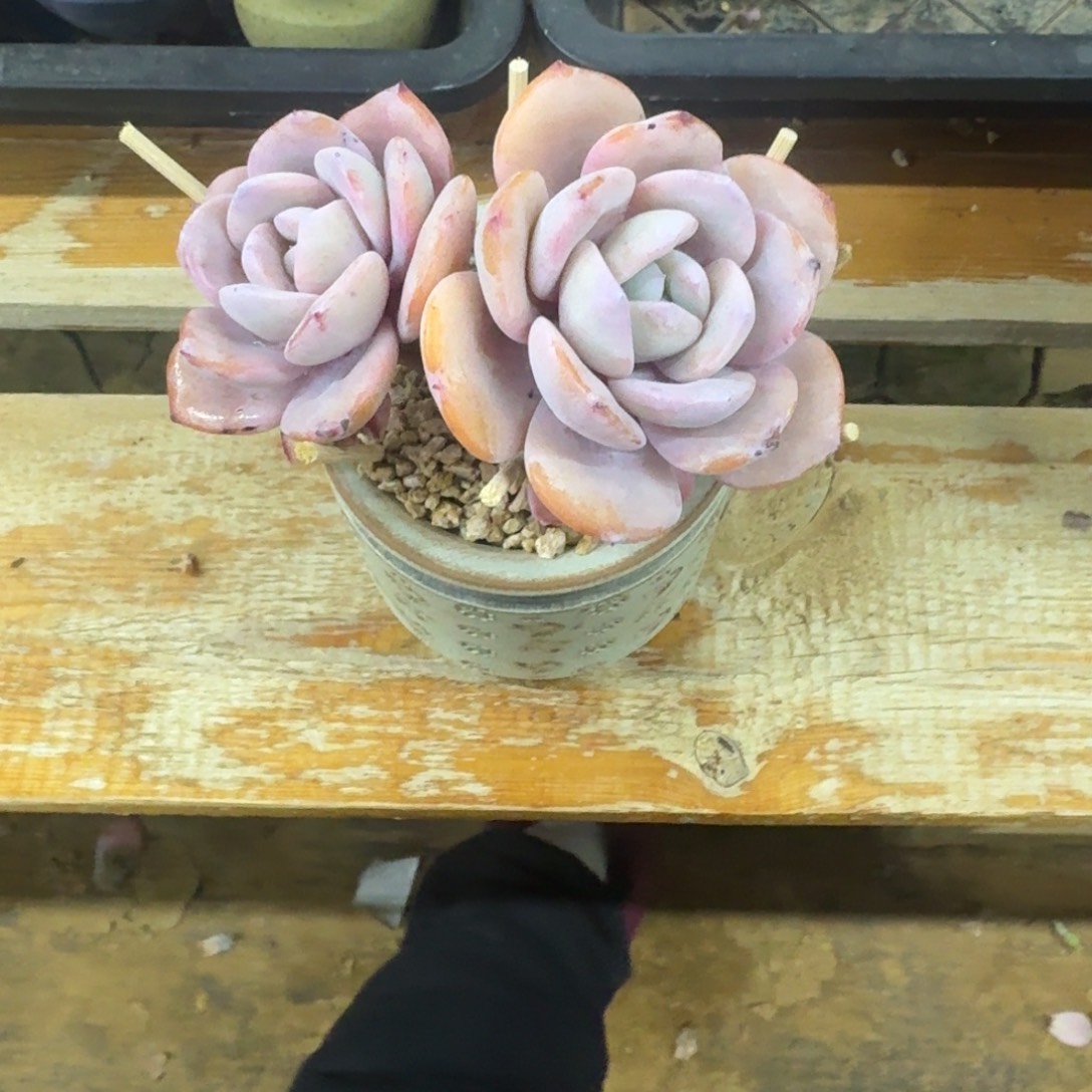 年****一物一拍不退不换