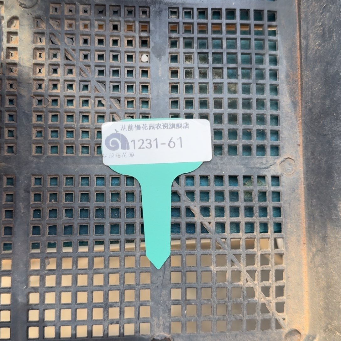 馬***墚从前慢花园多肉编号1231-61两棵