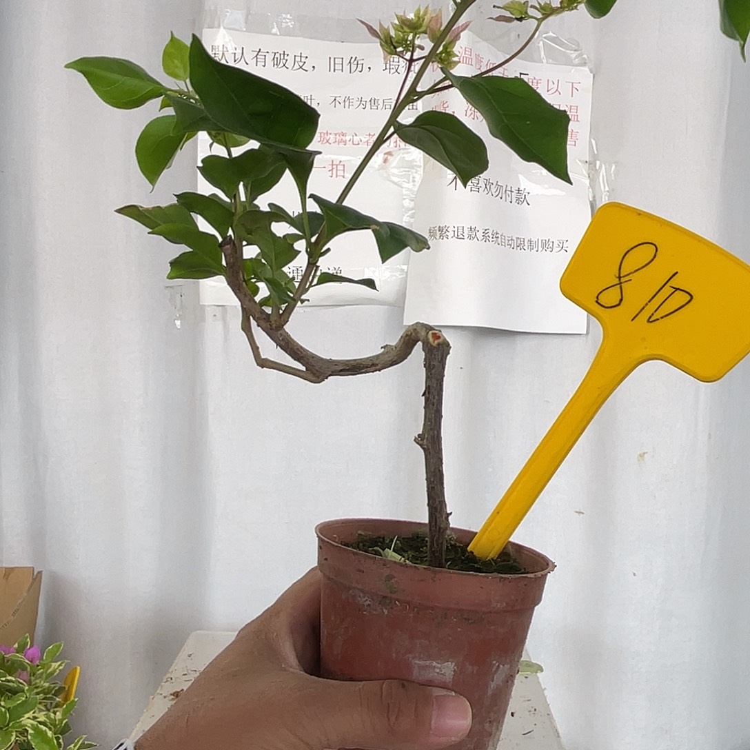 当前无花栽培后可以开花810掌中宝重瓣粉，有新剪口