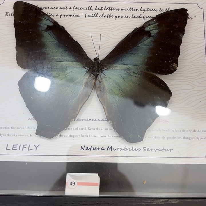 ****恼蝴蝶标本定制049号