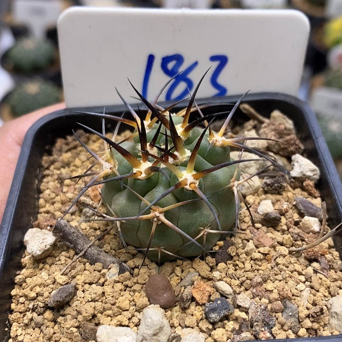 啊寒玉福利特价来了