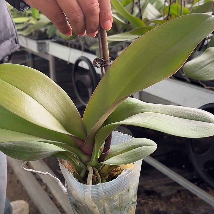 简***生无花朵五星上将一颗一物一拍