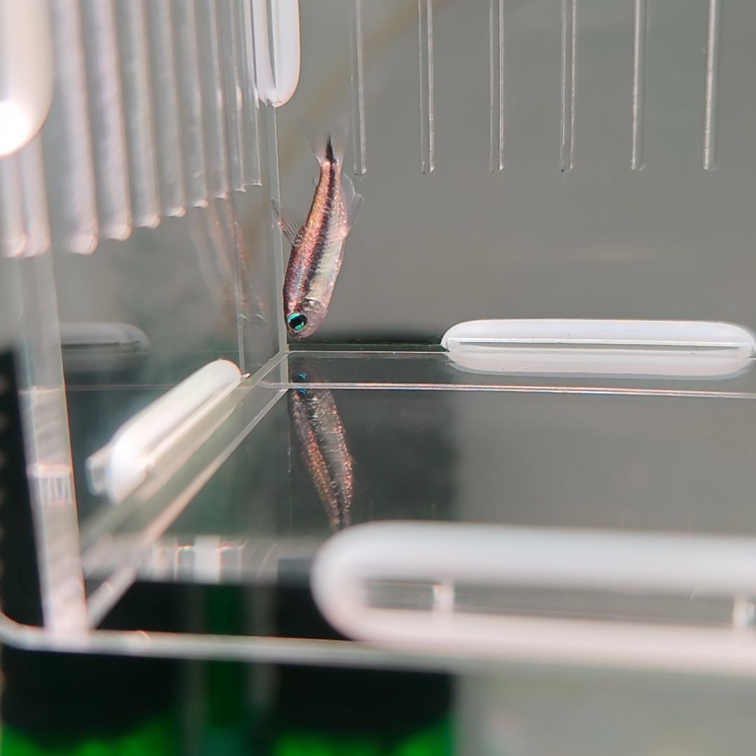 灯科鱼精选白金幻彩蓝魔