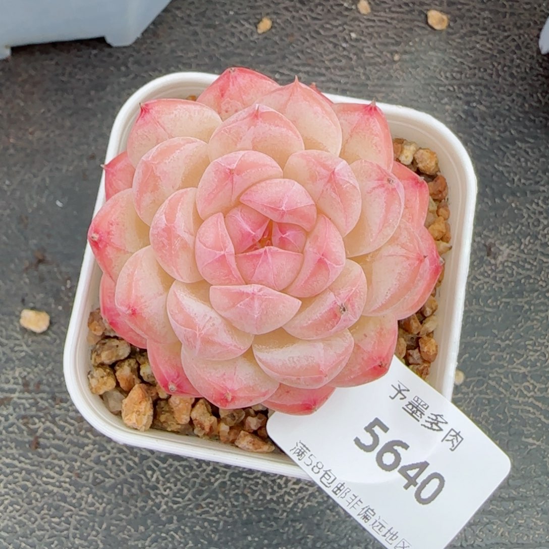 美心，5640多肉植物