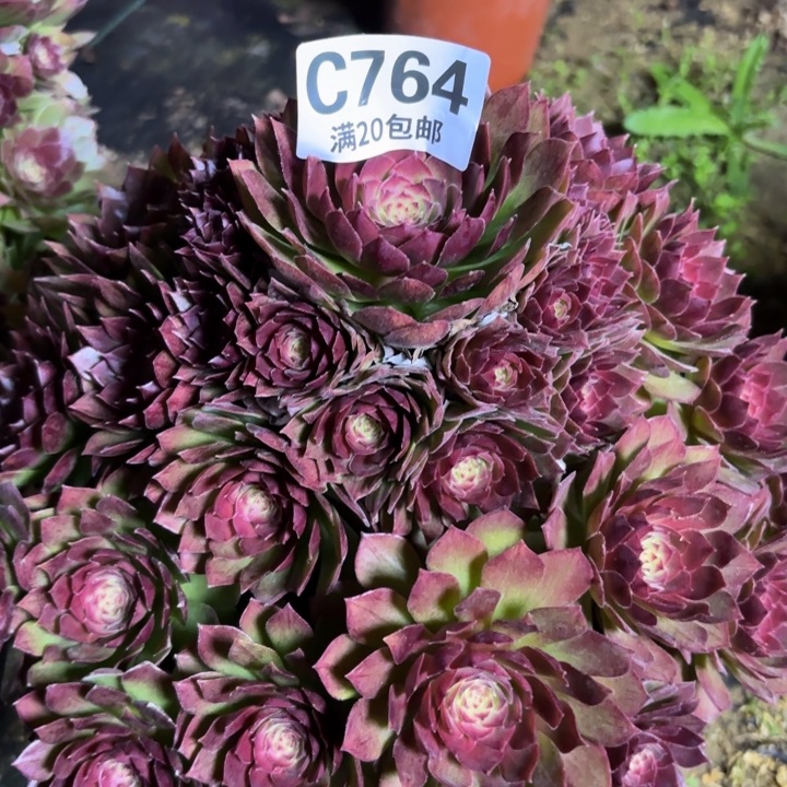 瑞妈一物一拍764