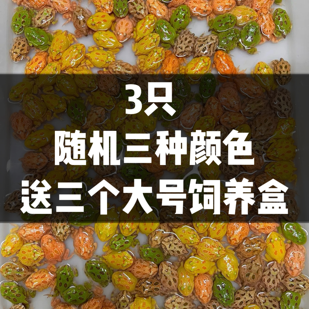【不同色角蛙3只+3个两栖饲养盒】  包运损 活体出售不支持无理由