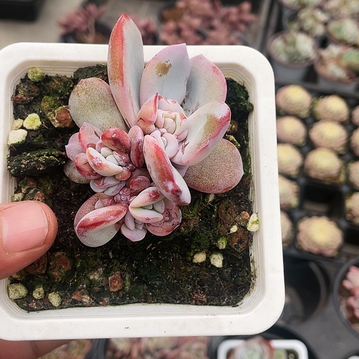 奶茶58一盆一物一拍8888888