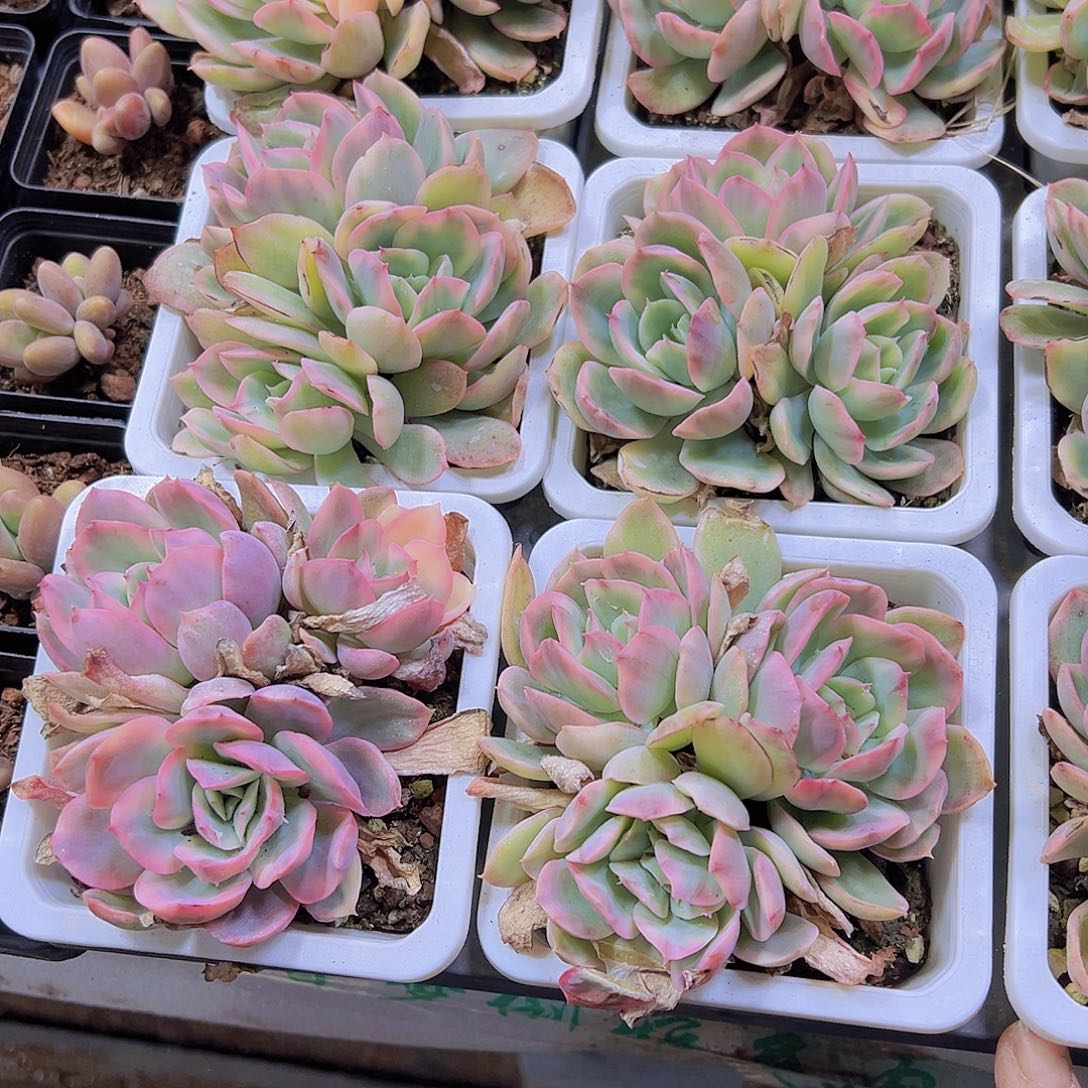 绮罗锦群生19包邮