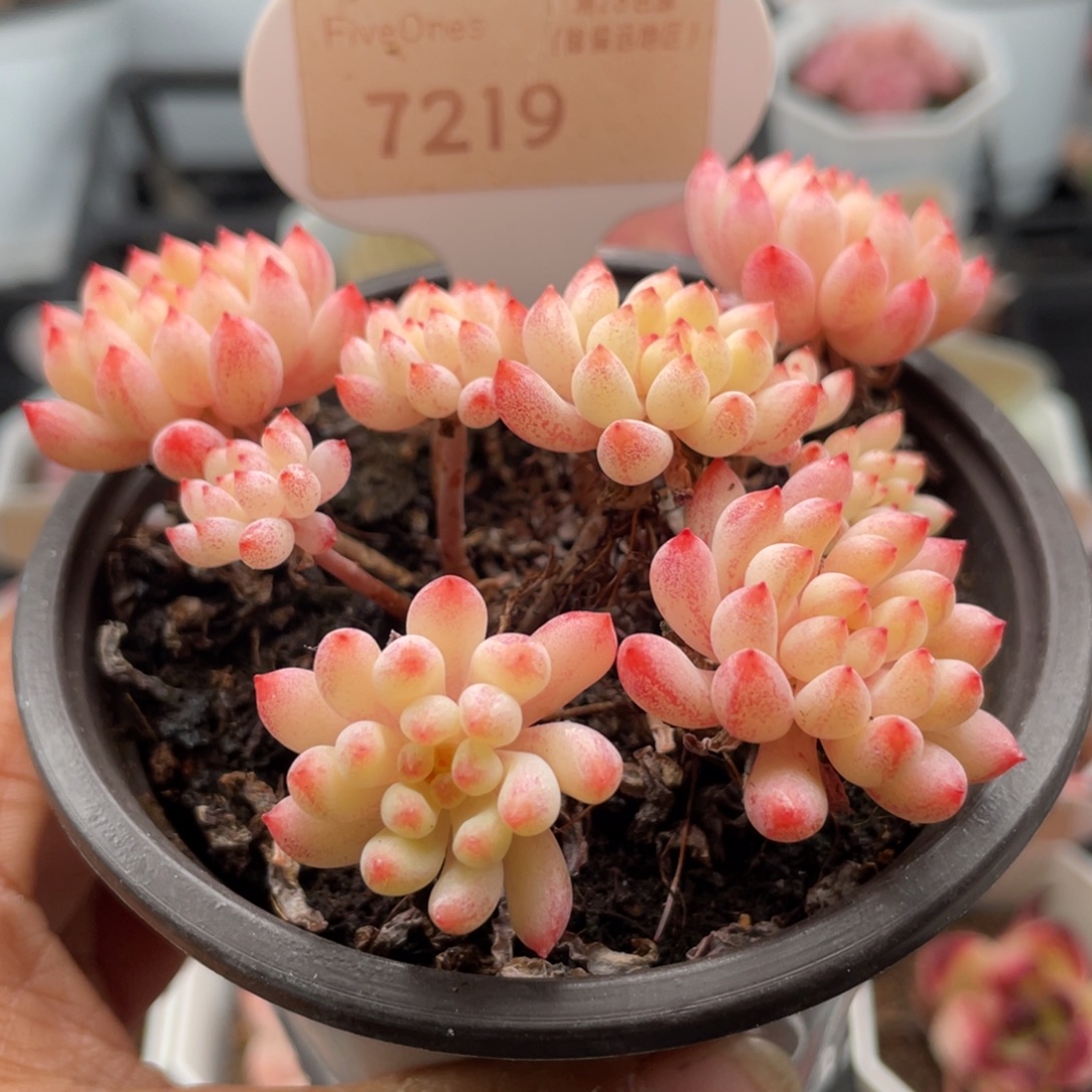 烟花7219-8.5厘米