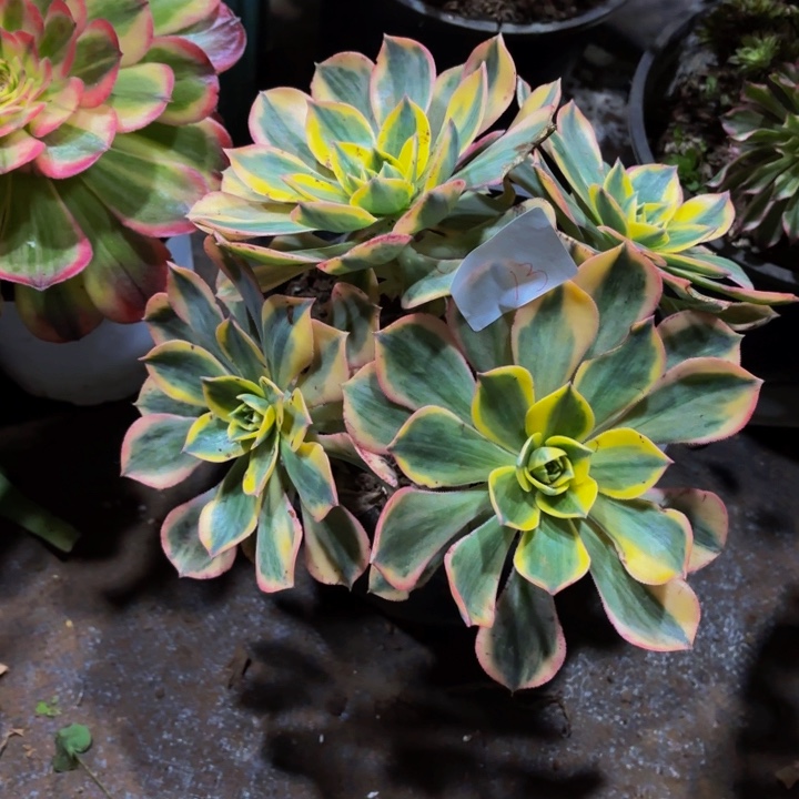 云南灿烂好看13号