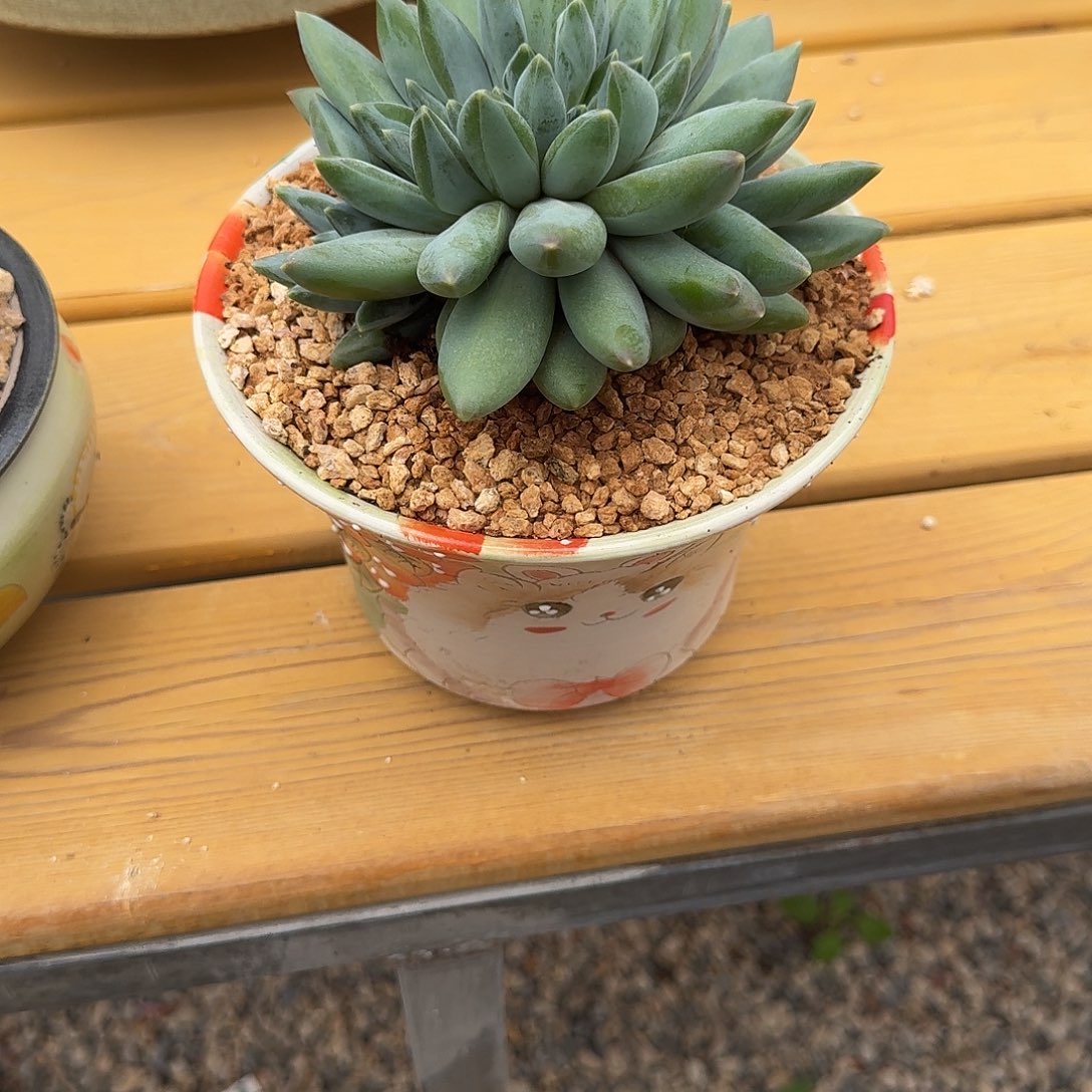 B***s寄养在她家里一年