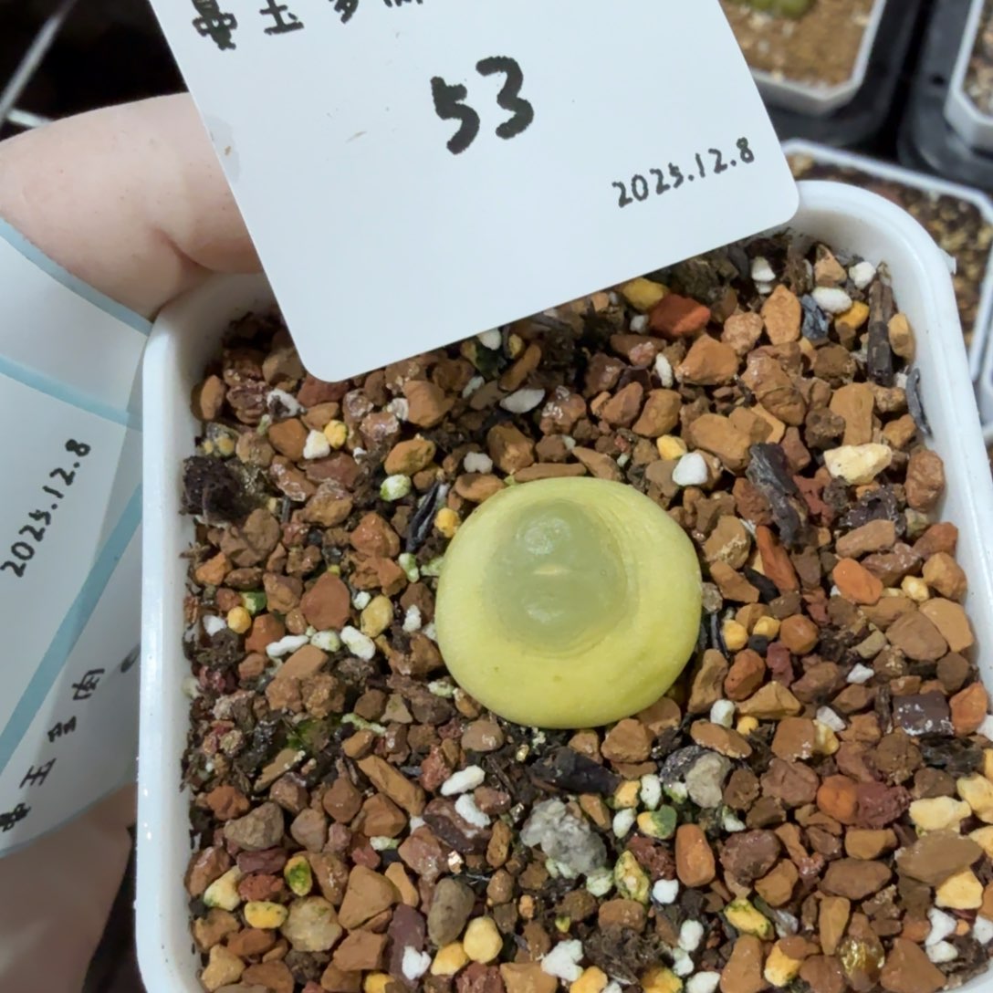 嘟***嘟多肉多肉多肉12.8-053