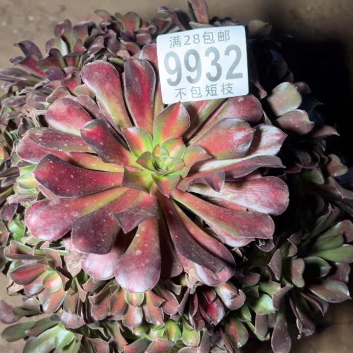 夕阳多肉植物法师9932