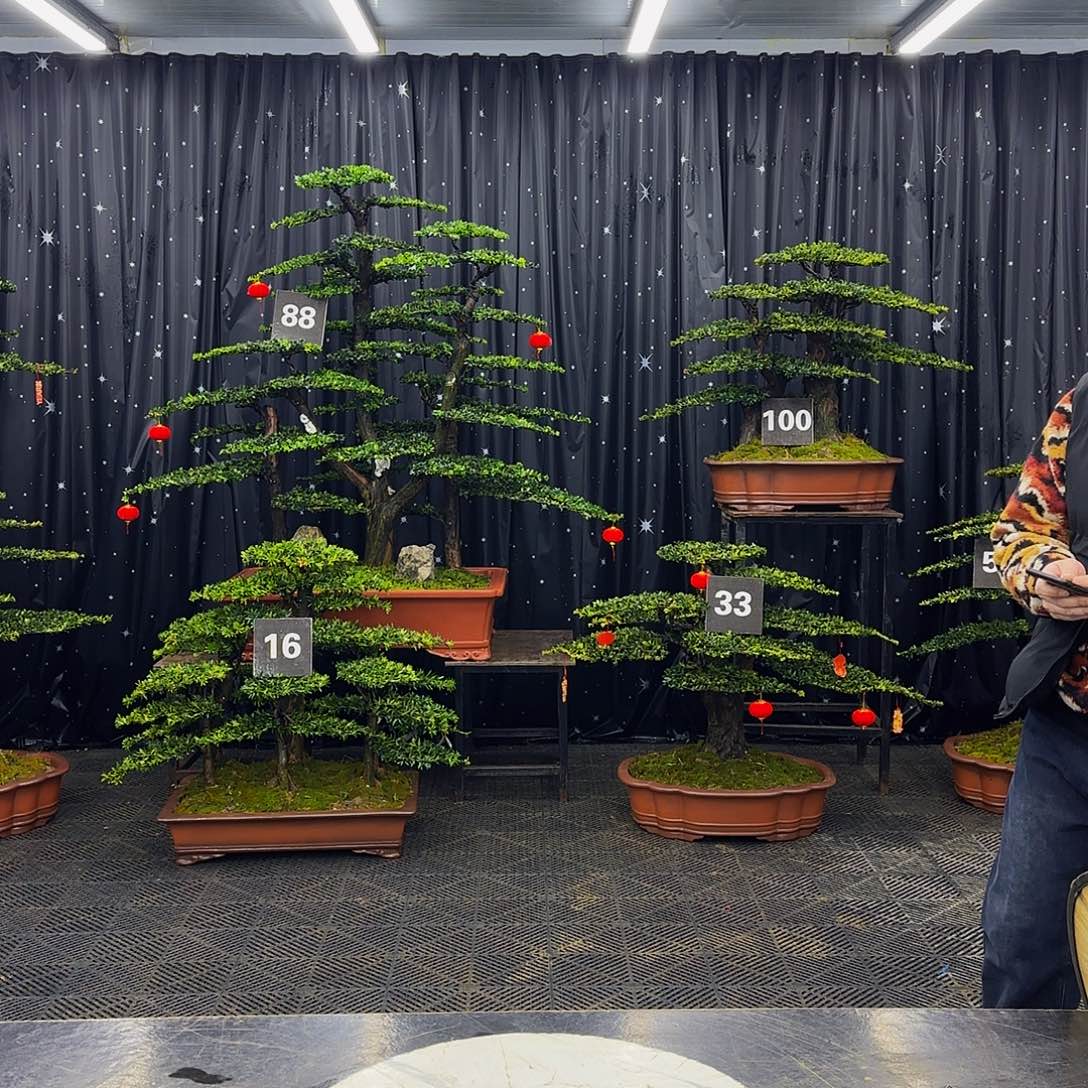 龙爪松高端造型盆景