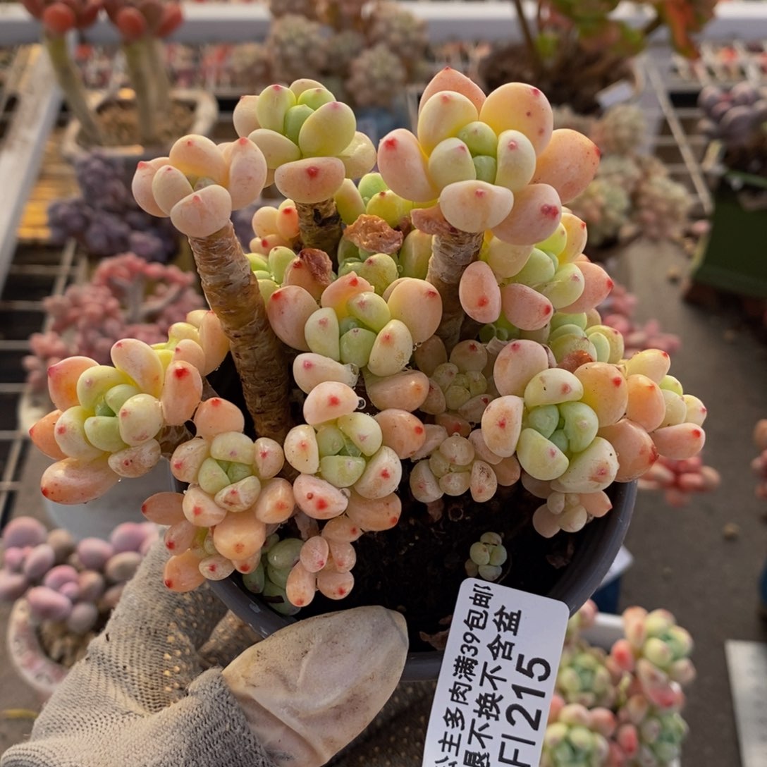 樱花罗琦215/10cm有砍