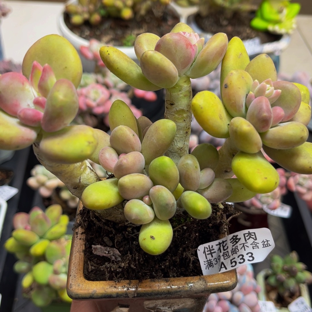 敲***花533/12cm芒果奶多肉
