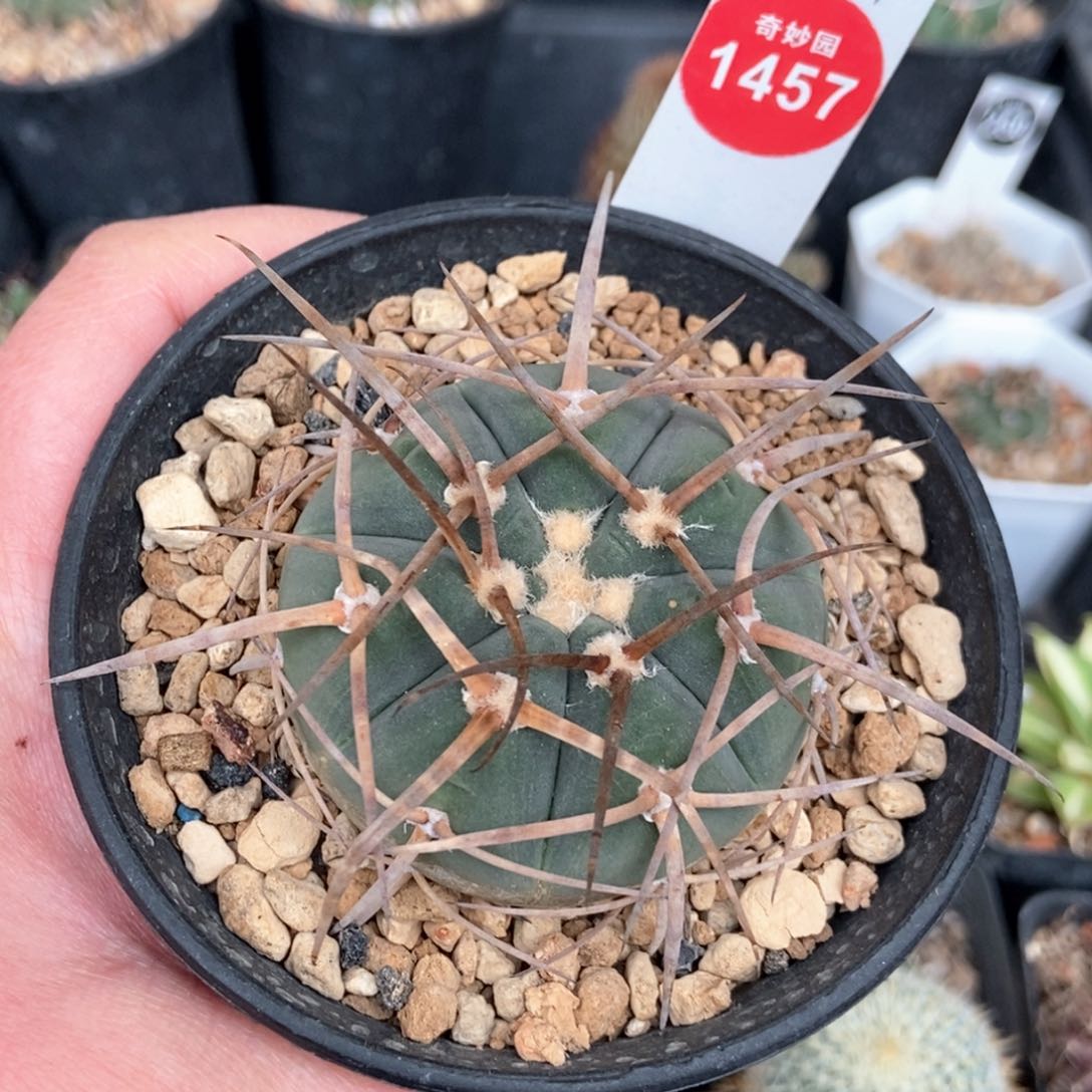实生超刺光琳玉5.4cm
