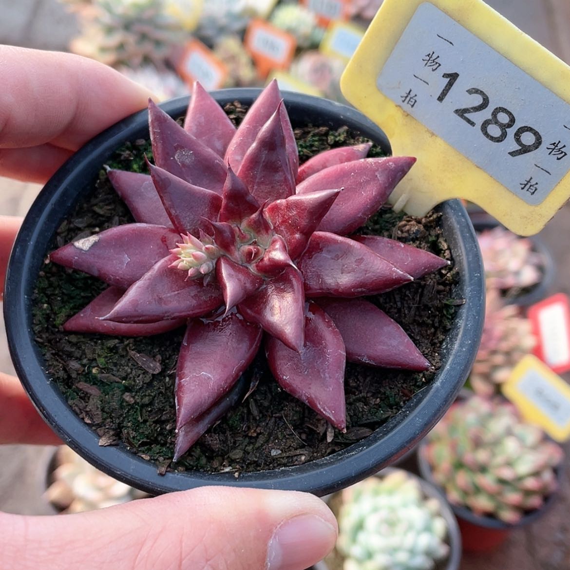 【闪购商品】1289号