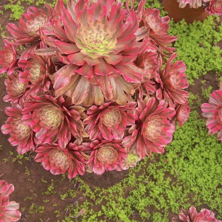 066，粉体美姬多肉植物