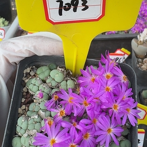 7093营业执照呜呜呜