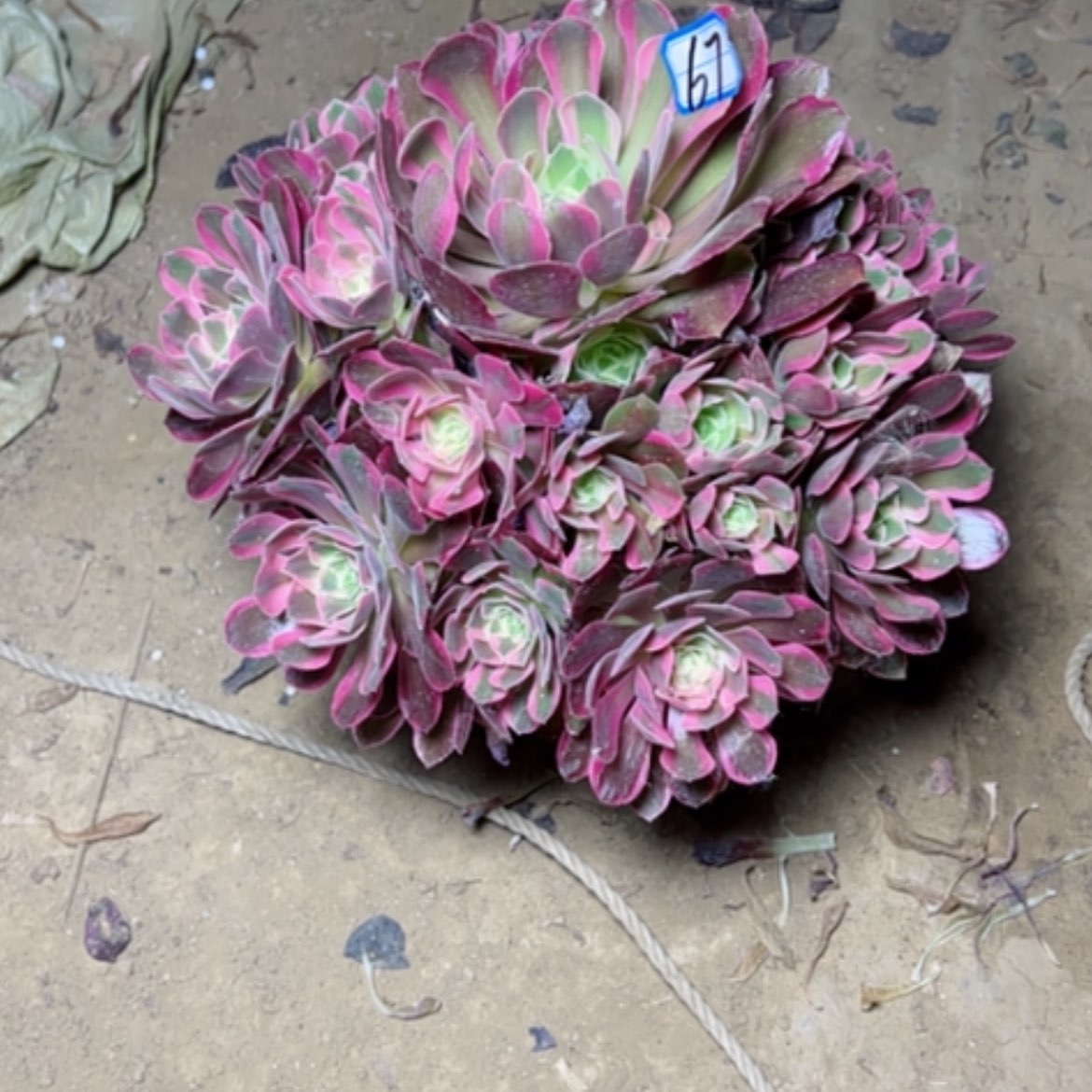 【闪购商品】多肉植物粉女郎67