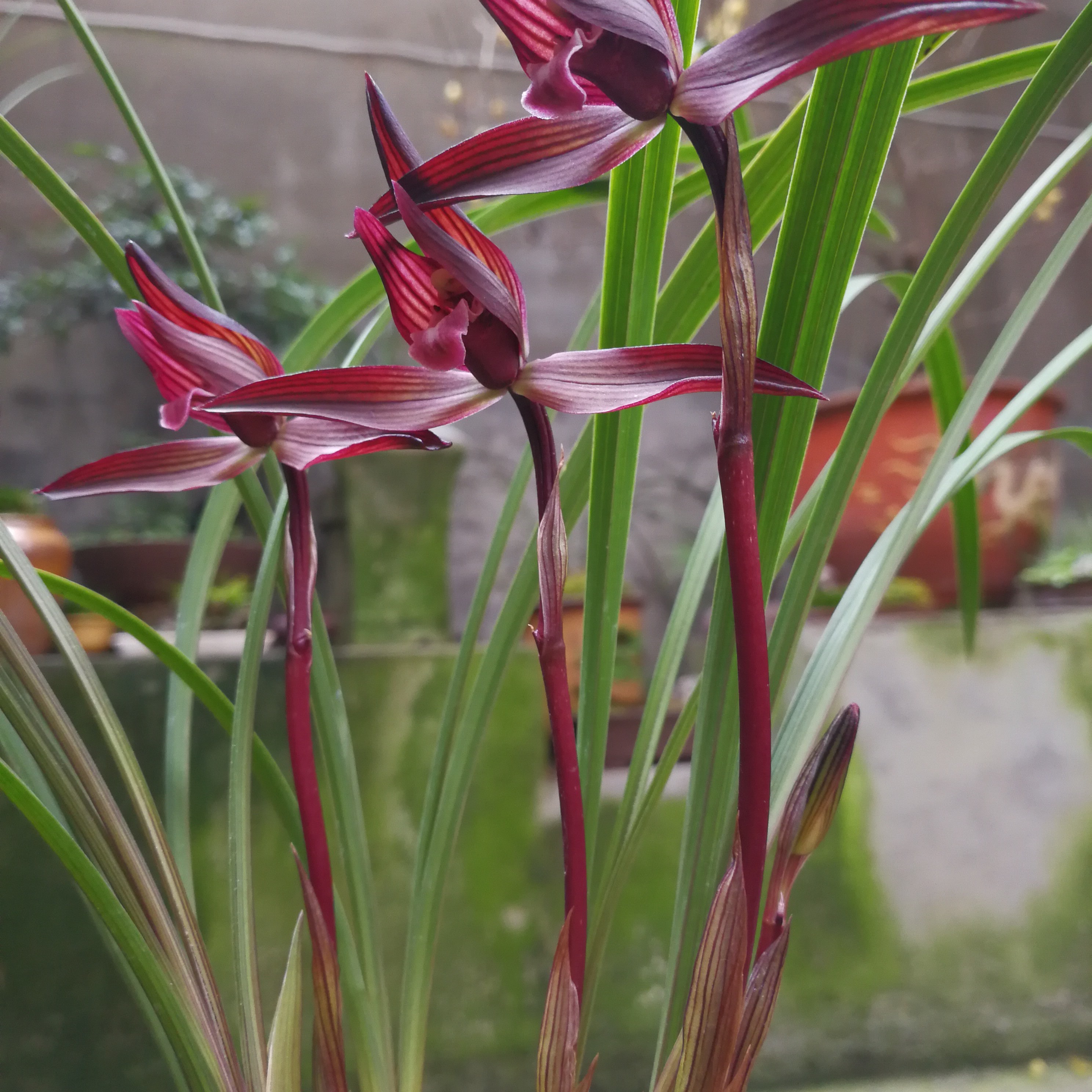 春兰色花一组子母苗带花苞顺丰发货