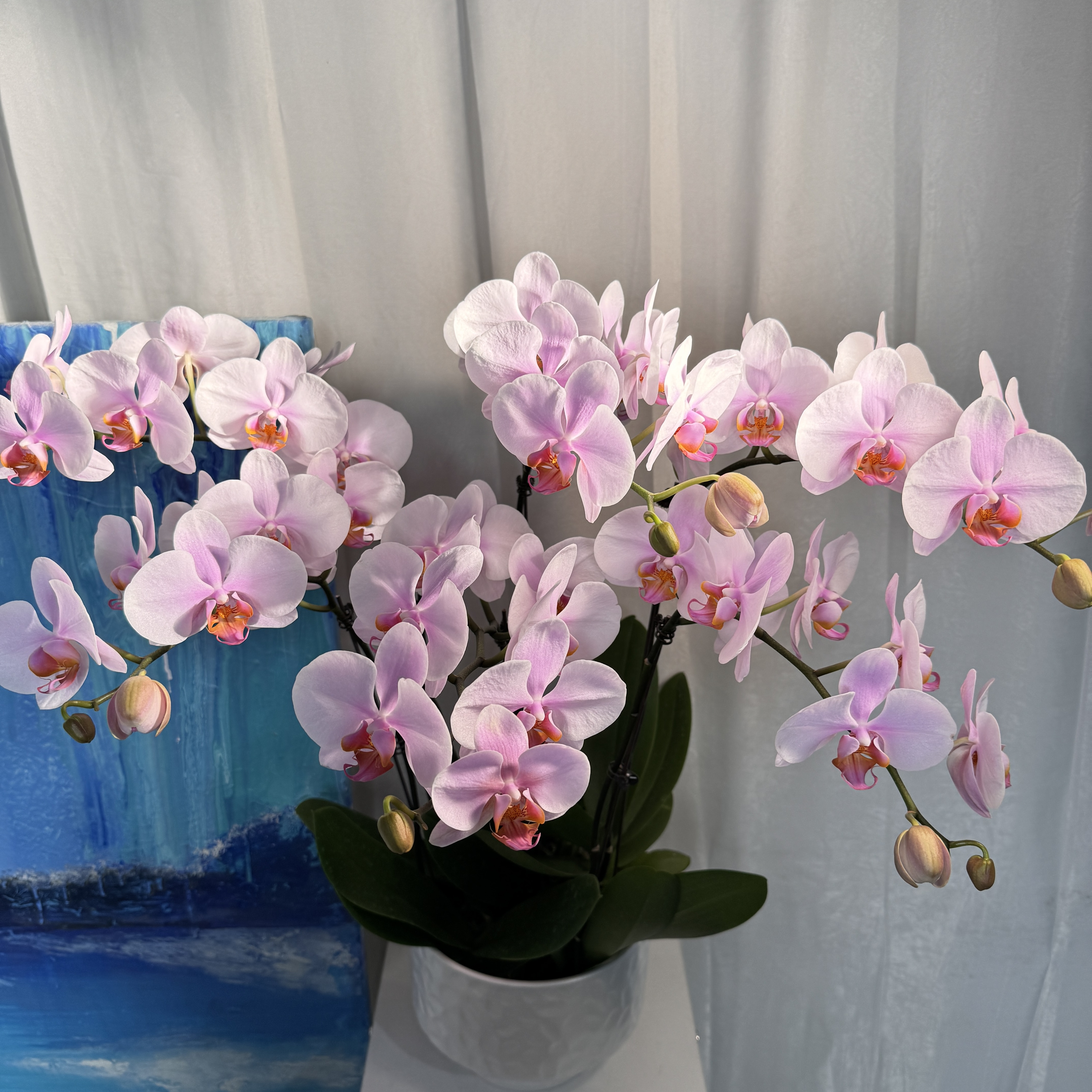 【棕伦粉】蝴蝶兰盆景