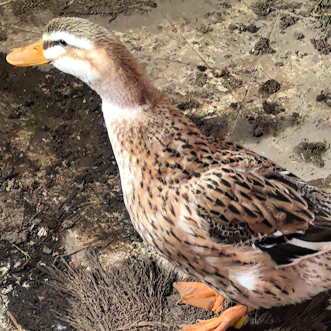 【宰杀不退】鸭子农村散养鸭子纯粮食喂养