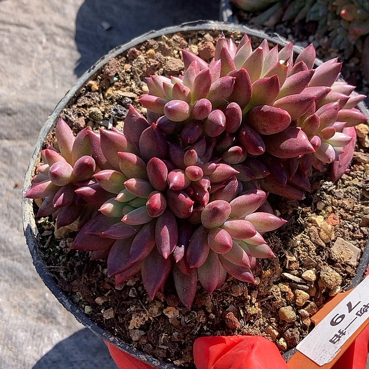 79 一物一拍不退不换