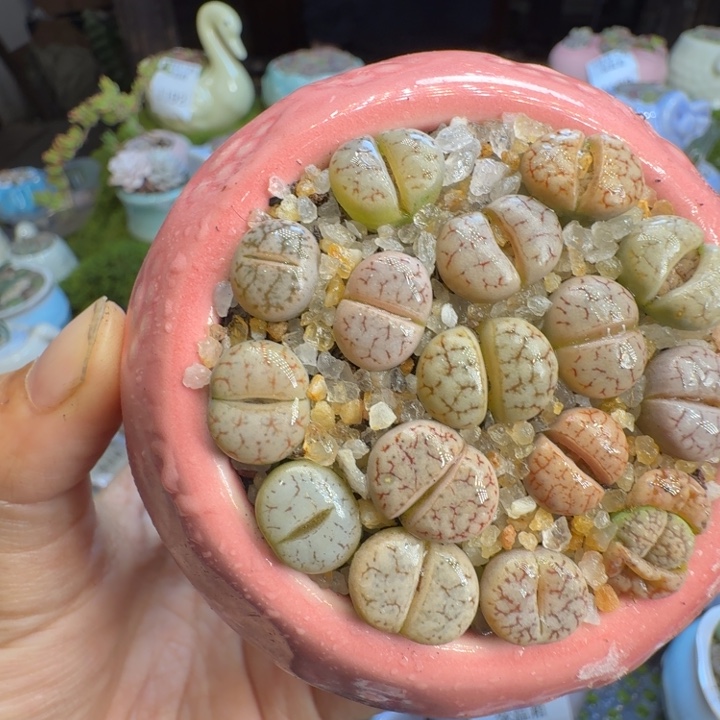 多肉植物开播福利冲1196