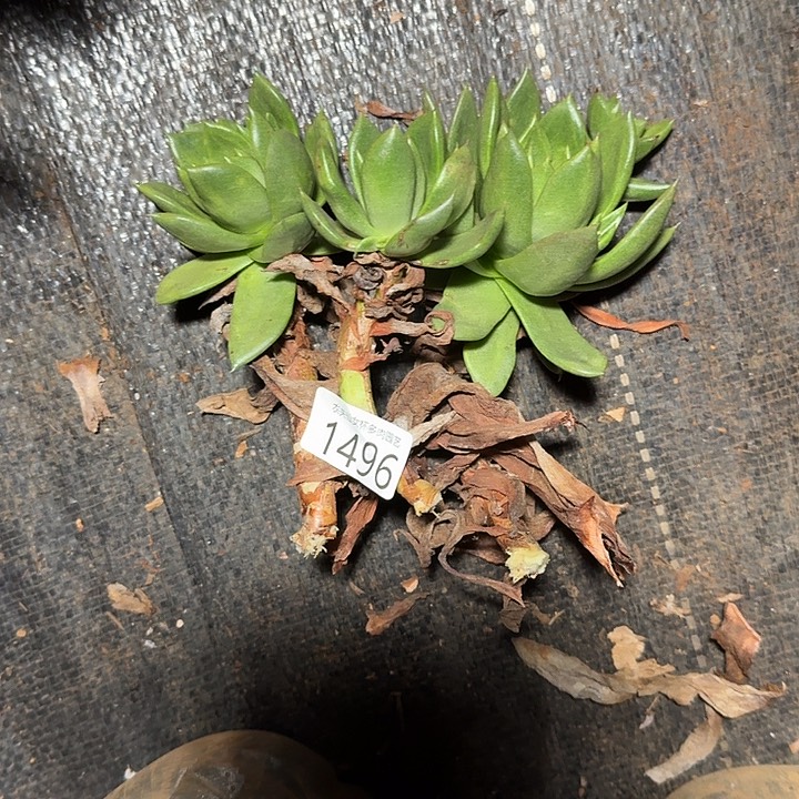 仙女杯多肉植物杂交