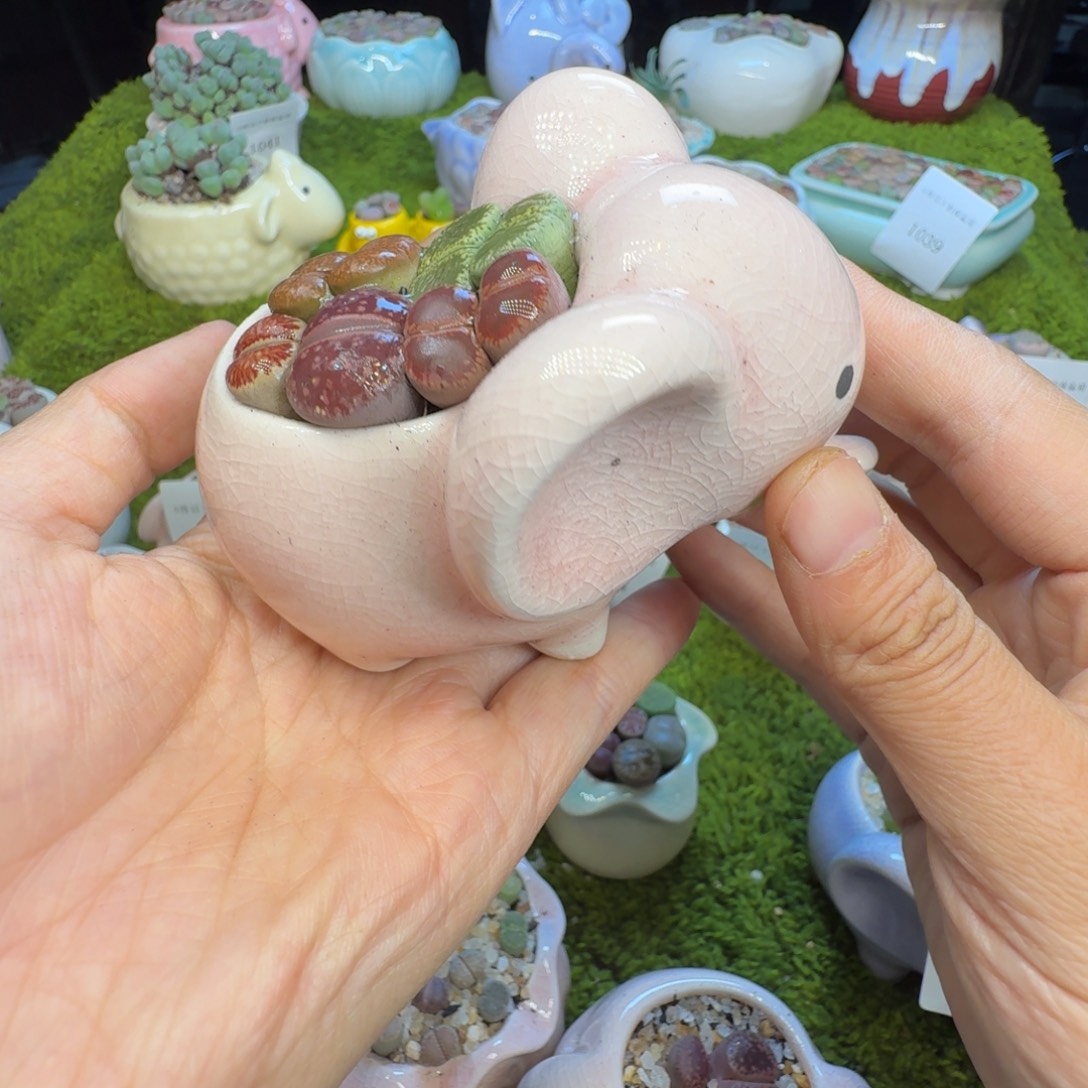 多肉植物开播福利冲1052