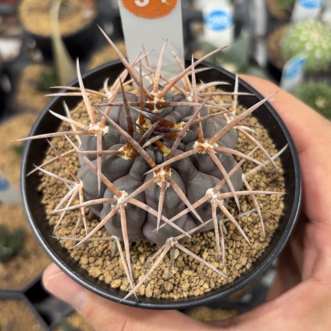 34实生守金摩天龙带盆带土发货