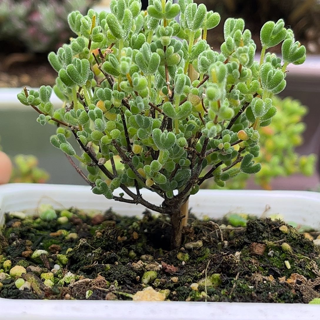 12实生莱斯杂冰晶优选