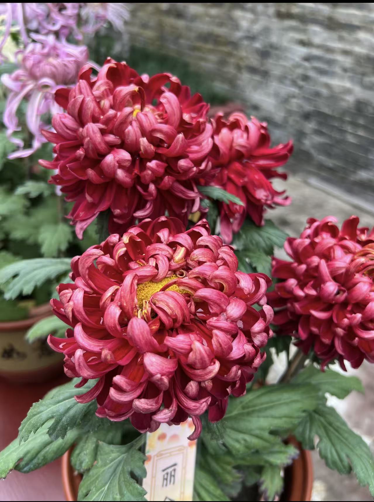 超大花九月菊（丽金）富贵菊好看好养