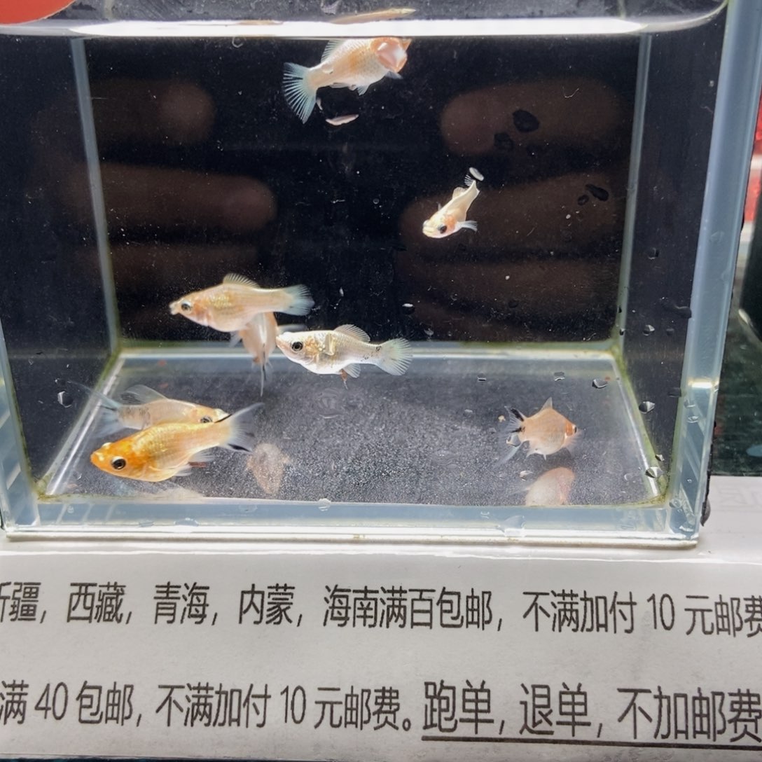 海水鱼越南原线玛丽樱花苗八条