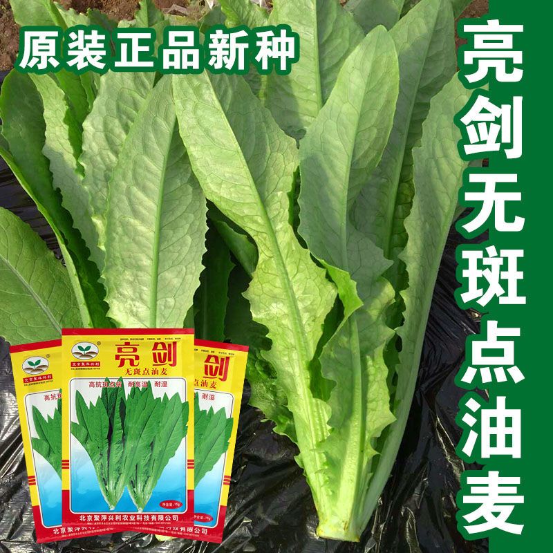 亮剑无斑点油麦菜种子清香无斑油麦菜籽四季播盆栽庭院蔬菜孑