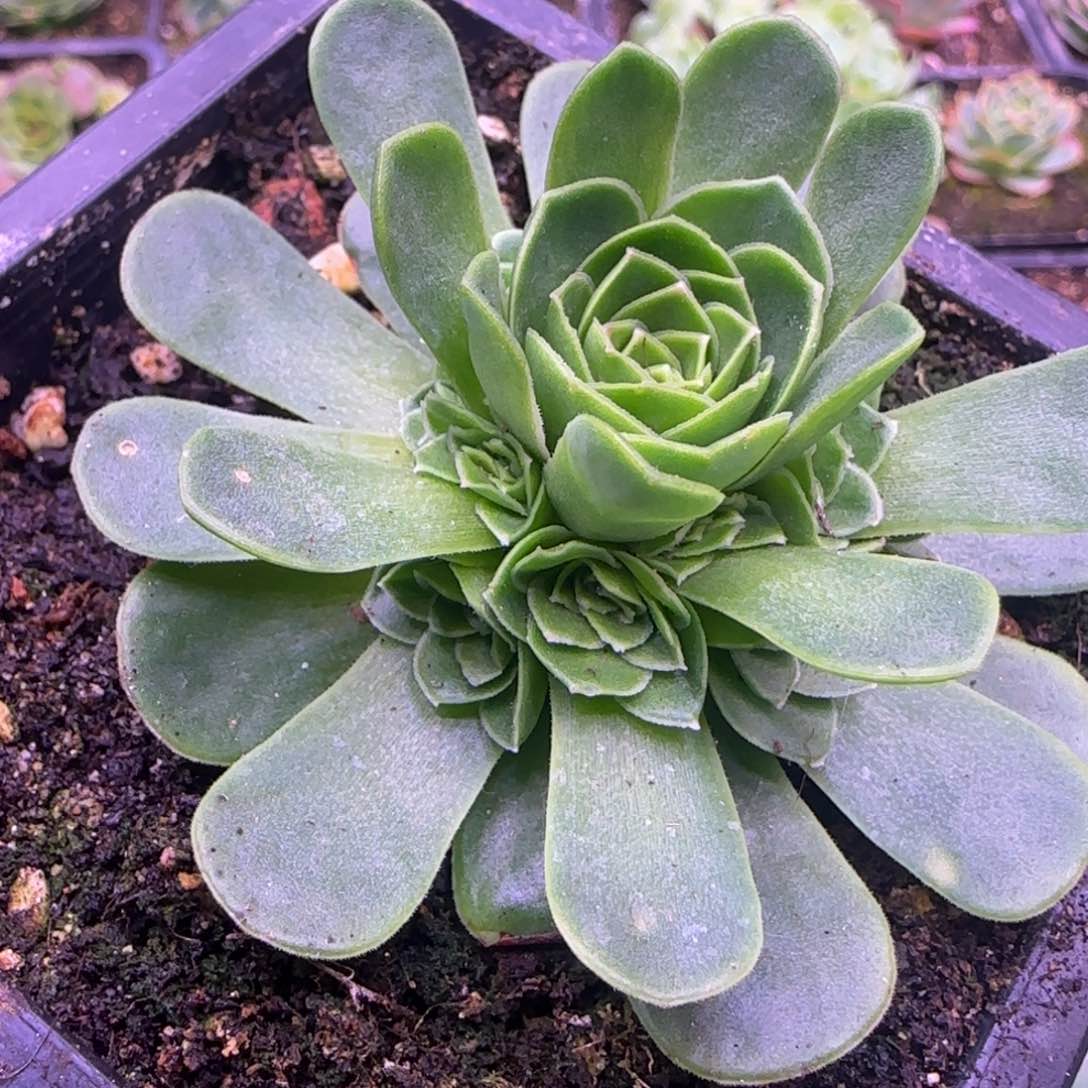 福利冠服6.8厘米紫粉捧花1442424242434