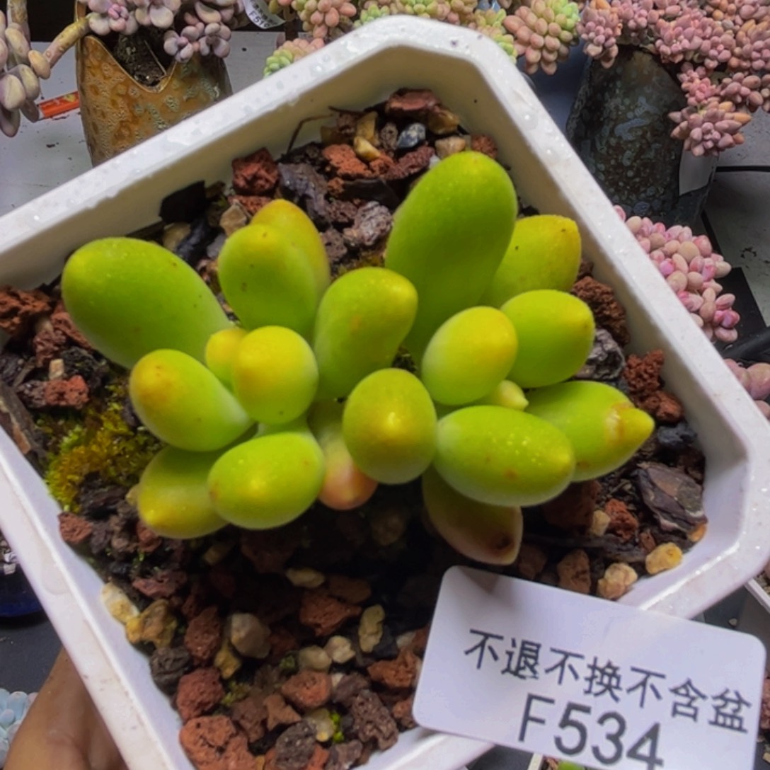 芒果奶了534/6cm多肉