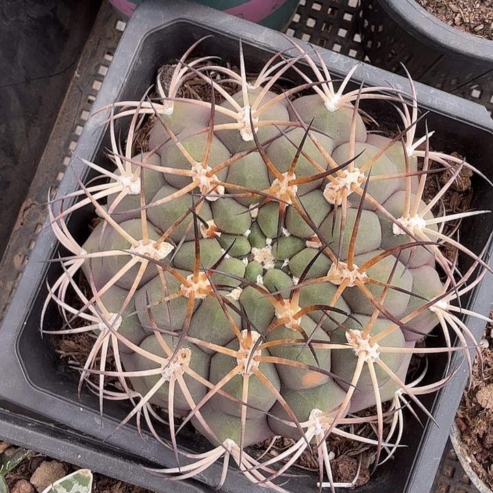 实生大新天地9仙人球