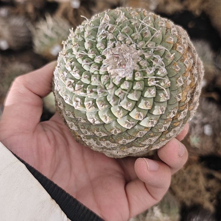 一物一拍，11号产地菊水