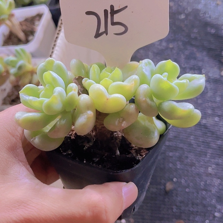 精品215号多肉植物