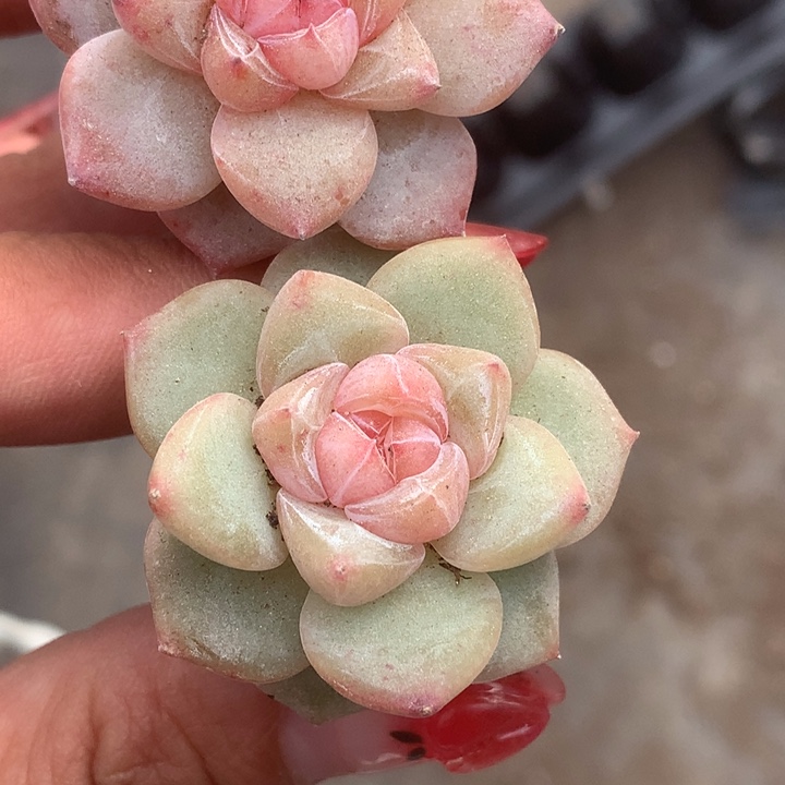 麦杆。珍妮。拍5发7颗。（满9.99包邮不满9.99发叶子）