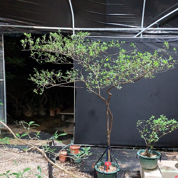 当前无花栽培后可以开花@***峰1