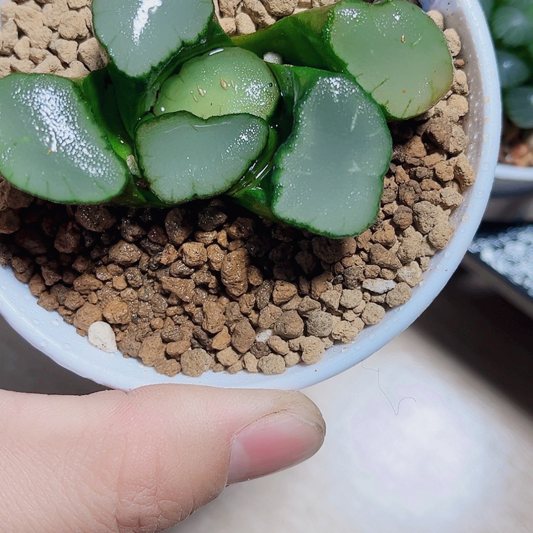 紫镜万象巨大化新手福利