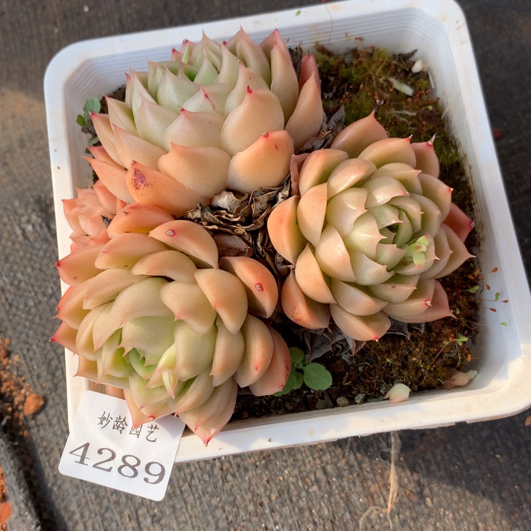 4289杂交精品基地10厘米